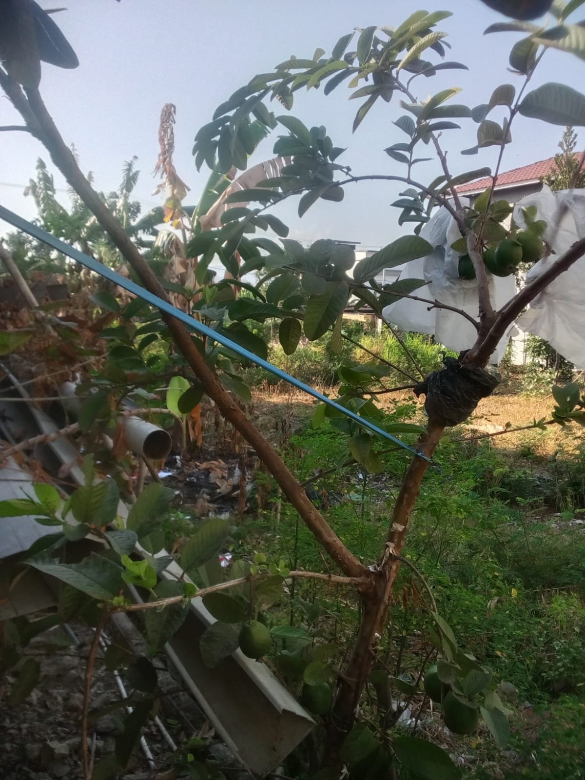 Taman Alami Homestay 2