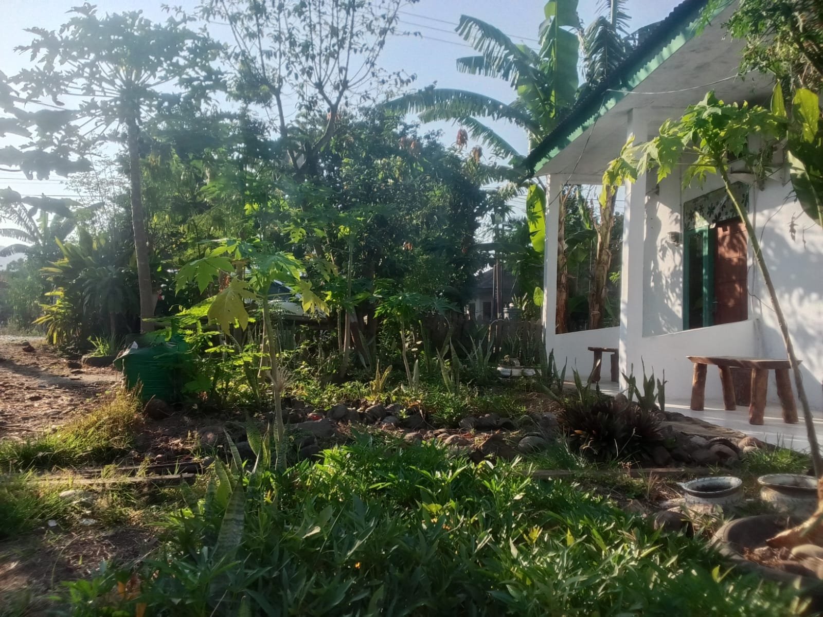 Tanaman Buah 1